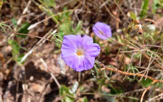 Ipomoea ternifolia, Tripleleaf Morning-glory, Southwest Desert Flora